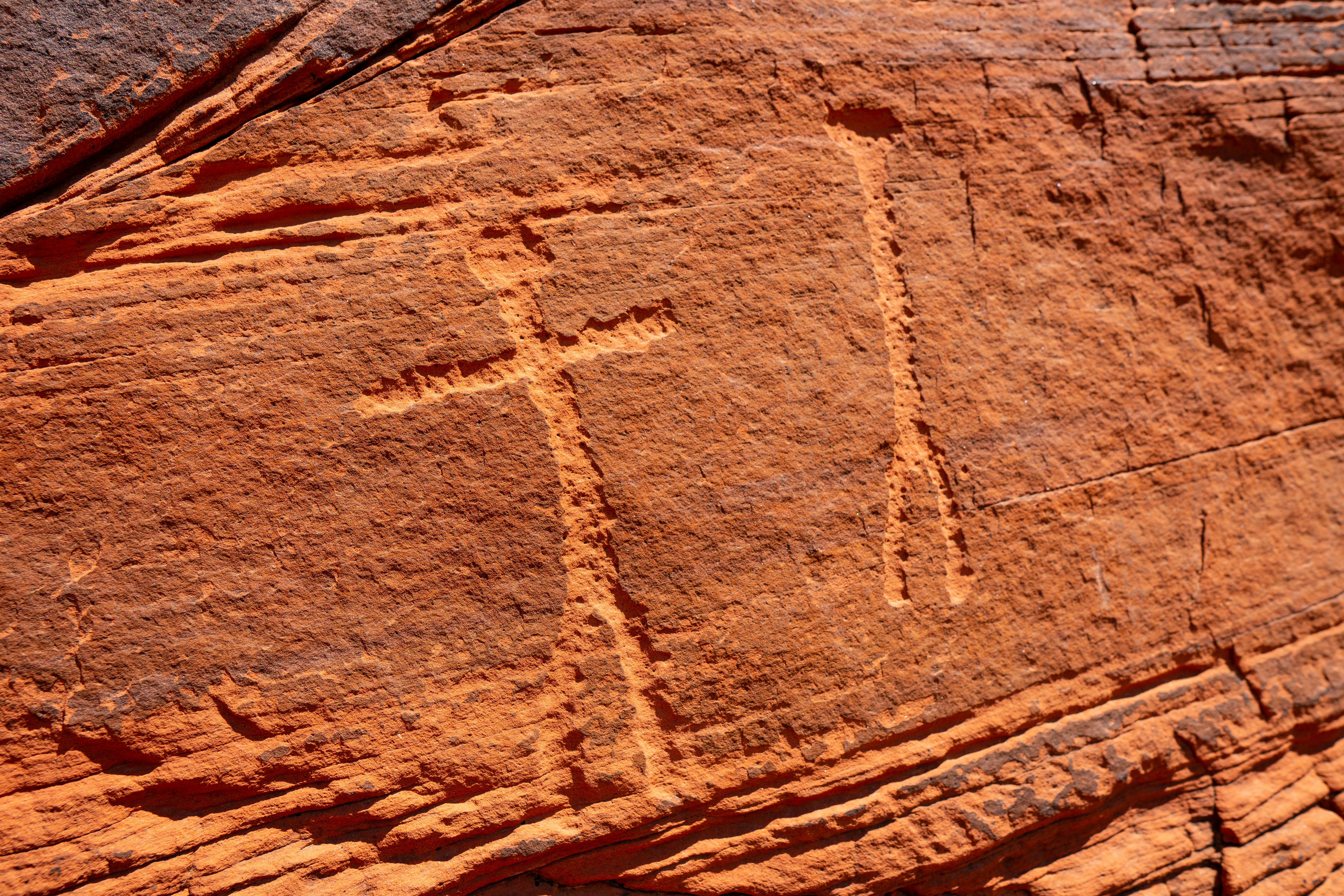 fossils on rock